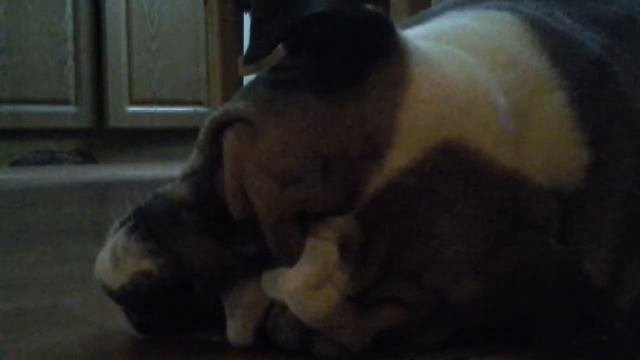 Храп английского бульдога смотреть онлайн