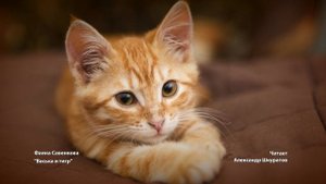 Фаина Савенкова ''Васька и тигр''. 
Читает Александр Шкуратов.