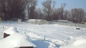 Гуси (Племенное стадо гусей - главная причина,почему не держу в зиму теперь)