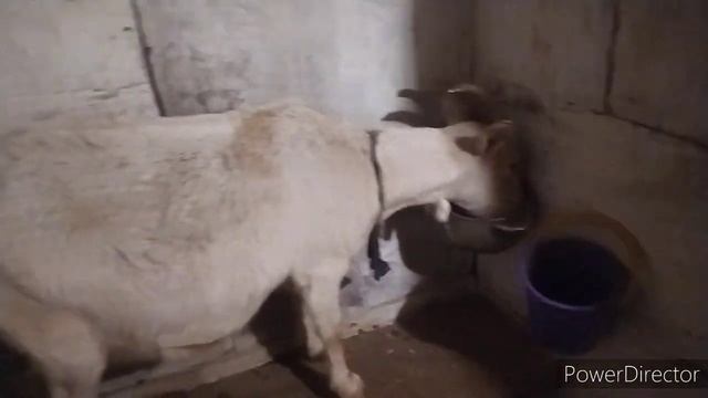зима пришла-спасаем и греем животных на ферме!Наше хозяйство