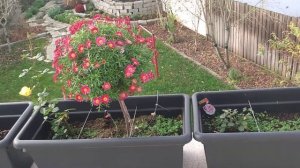 Аргирантемум. Бизнес- идея. Как вырастить штамбовое деревце.