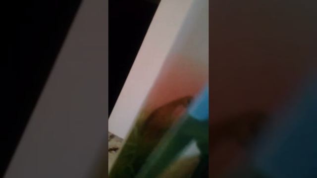 Моя любимая книга Плутишка Кот смотреть онлайн