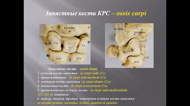 Конечности 2+череп 1. zoom 0 смотреть онлайн