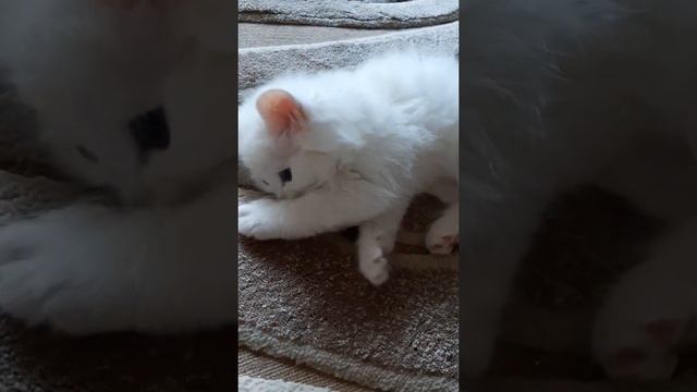 Снежок котик  британец, у нас 1 день, дети восторге смотреть онлайн