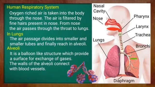 Life Processes Class 10 Science Biology | CBSE NCERT KVS