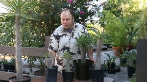 How to cut your Pachypodium- Madagascar Palm Tree