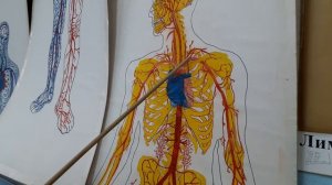 артерии. анатомия