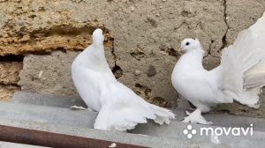 Голуби павлины. Индийские павлины 2020 Indian fantail pigeon