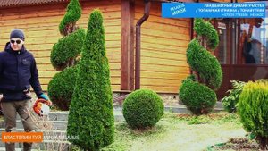 СТРИЖКА ТУИ ВОВРЕМЯ. Смарагд Спираль #Топиар.@VLASTELIN_MINSK СтрижкаТуиМинск. #Ландшафт.ТуяАуреа Н