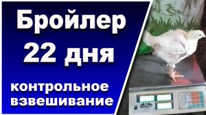 Цыплята из столового яйца -22 дня. На "СЛАВНОМ КОРМЕ" от Премикс и пробиотиках от БИОТЕХАГРО