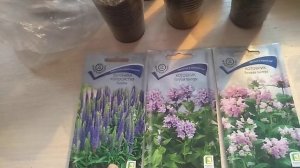 Посев семян Вероники Котовника.