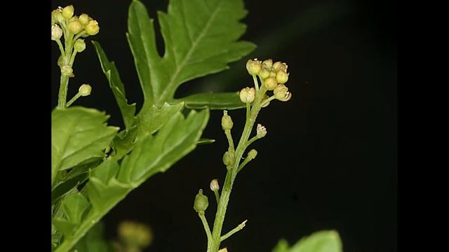 ЖЕРУШНИК (RORIPPA) сем. Крестоцветные смотреть онлайн