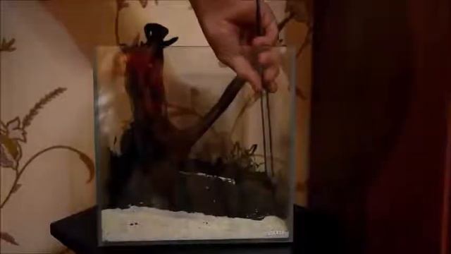 Запуск аквариума 15 л смотреть онлайн