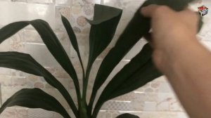 Обзор моих орхидей-морковок:  Фредкларкеара 'Черная жемчужина'  Хизис 'Лименхай' и Цикнодес .