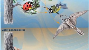 Цепи питания