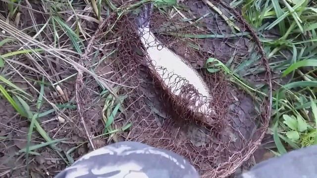 Наловил язей / на рыбалке / на речке / речная рыба / язь здоровенный / уха