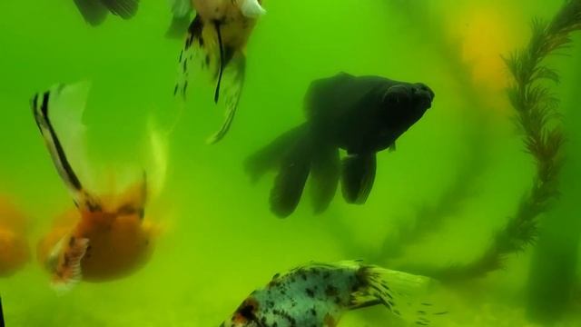 Продаём Золотых рыбок ?. Selling goldfish. смотреть онлайн