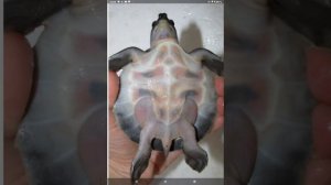 ТРИОНИКС - черепаха с носом СВИНЬИ