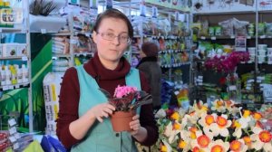 Грунт для фиалок - какой выбрать? Как правильно пересадить фиалку?