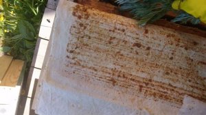 ПОЛЫНЬ против восковой МОЛИ | Северное пчеловодство