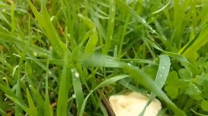 грибы в таджикистане