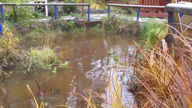 Дачный прудик с утками.5 октября 2019. смотреть онлайн