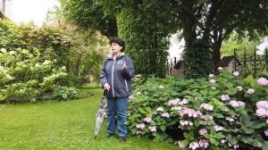 Как выращивать гортензии? Частный сад Марины Шиманской