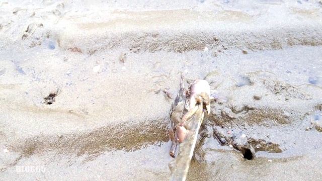 На меня напал краб и согнул мне нож! смотреть онлайн