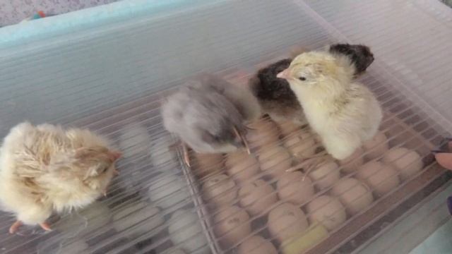 Цыплята Амераукана САМЫЕ МИ_МИ_МИ_ШНЫЕ цыплята в нашем Хозяйстве смотреть онлайн