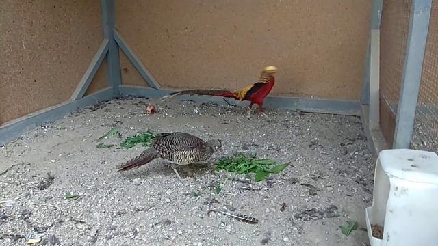 Золотой Фазан смотреть онлайн