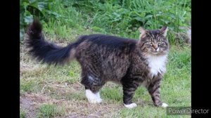 Продолжительности жизни кошек