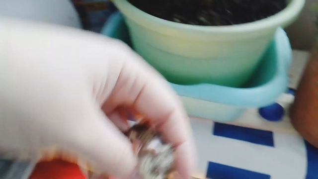 Уход за суточными перепелами смотреть онлайн