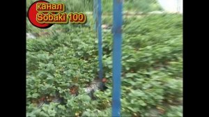 Тонна клубники с 1 сотки часть 1