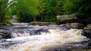 3 Hour Relaxing Beautiful Forest River with Soothing Sounds of Water and Music