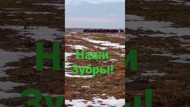 Наши зубры.#беларусь #зубры #зубр