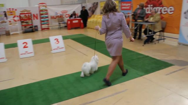 Выставки! Левгорд Фан Фан (ACE CASPER OF ELEGANCE MALTESE (Корея) KAMILLA OF MUNHWA KENNEL( Корея) смотреть онлайн