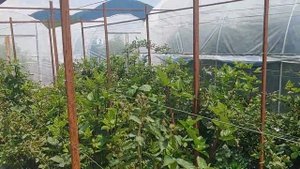 2021 05 29 Удобная шпалера для ежевики