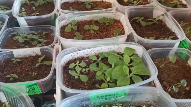 Новое местожительство для моей рассады?Обзор смотреть онлайн