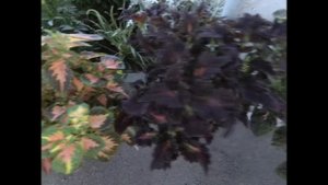 Красота Колеусов в саду! Тонкости выращивания! Формировка для пышного куста! Название сорта! Обзор