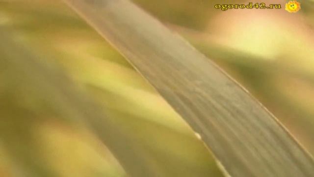 Загадка: знаете ли вы это растение? смотреть онлайн