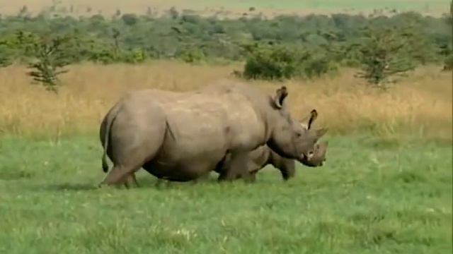Тайный мир животных Слоны и другие повелители джунглей смотреть онлайн