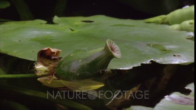 Close up British native waterlily seed pod -Nuphar lutea- floats on surface of pond before seed d.. смотреть онлайн