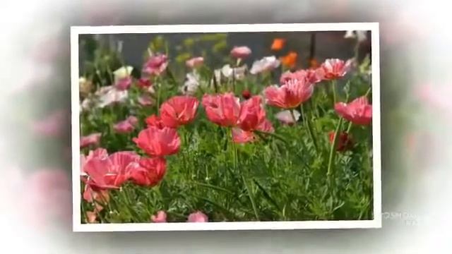 Цветы Эшшольция (Eschscholzia flower) смотреть онлайн