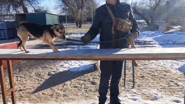 23..01.2023 г. Кинологи в приюте для бездомных животных "Лисёна". смотреть онлайн