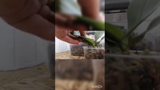 Пересадка подростка из торфяного стаканчика в грунт смотреть онлайн