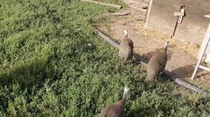 Райская птица - цесарка. Мой опыт содержания цесарок.