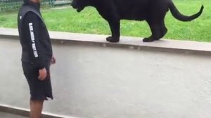 Никогда не оборачивайся к животному спиной