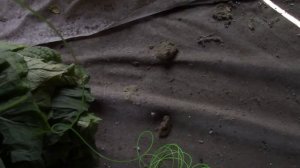 Сушим листья табака.