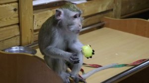 ЧТО ЖЕ ЕСТ ДОМАШНЯЯ МАКАКА ? DOMESTIC MACAQUE IN RUSSIA