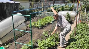 Выращивание огурцов без подвязки